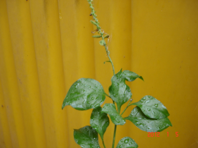 Image-qa_20120106143440_1