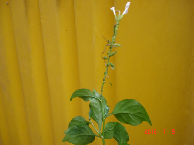 Image-qa_20120106143440_2