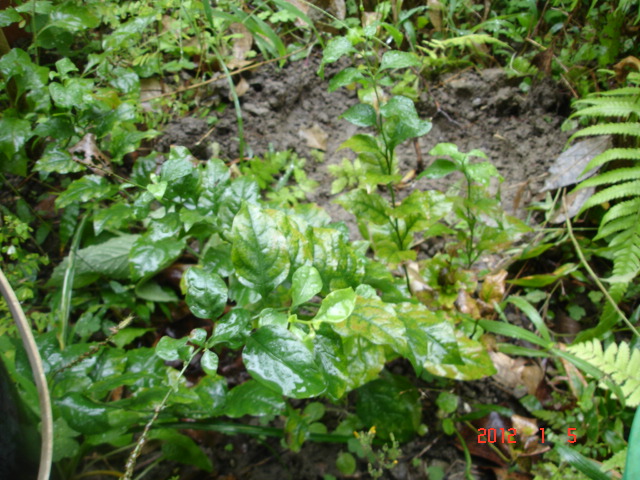 Image-qa_20120106143440_3