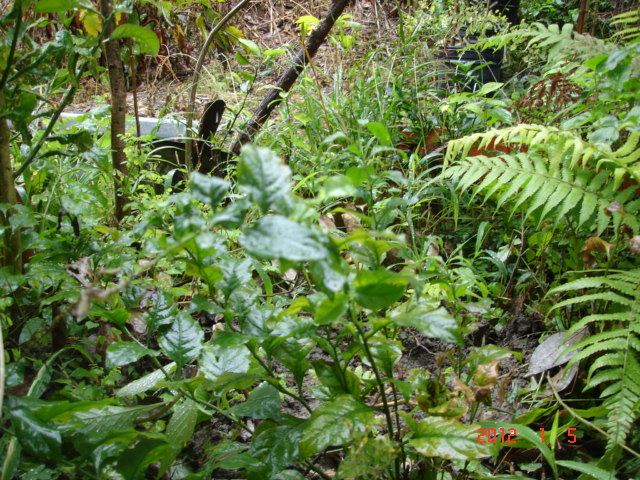 Image-qa_20120106143440_4