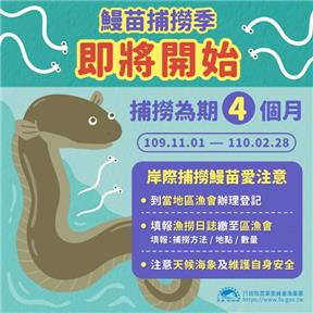 鰻苗捕撈漁季即將於11月1日開始，請岸際捕撈鰻苗業者應維護自身安全並配合向漁會登記及捕撈量申報