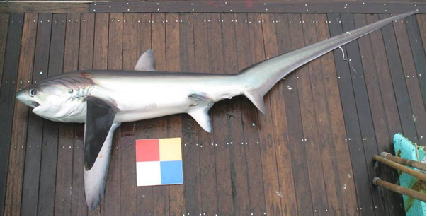 淺海狐鮫-狐鮫類