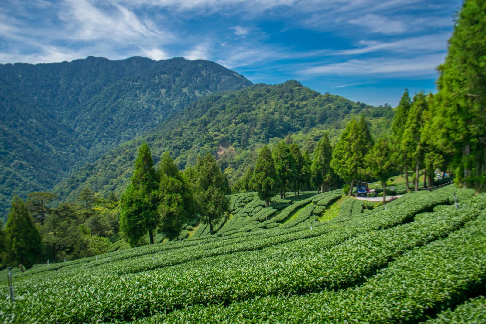 高山的茶園