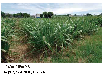 狼尾草台畜草9號狼尾草台畜草9號