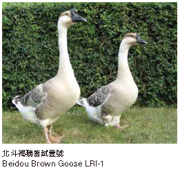 北斗白鵝畜試壹號