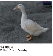 季新鴨母鴨