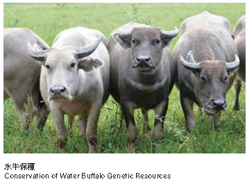 水牛保種
