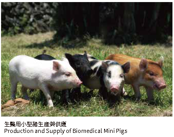 生醫用小型豬生產與供應