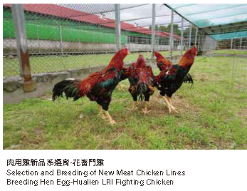 肉用雞新品系選育·花畜鬥雞