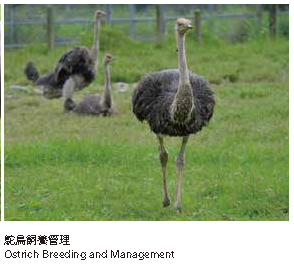 鴕扁飼養管理