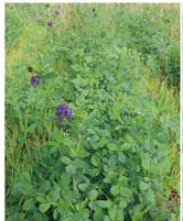 兼顧環境與生產的禾豆混植草地