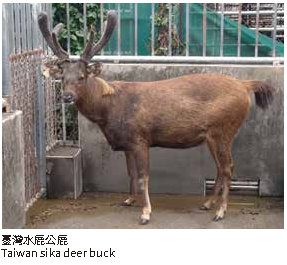 臺灣水鹿公鹿