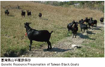 臺灣黑山羊種原保存