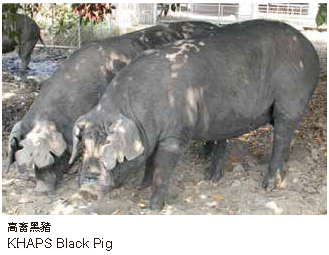 高音黑豬推廣於民間
